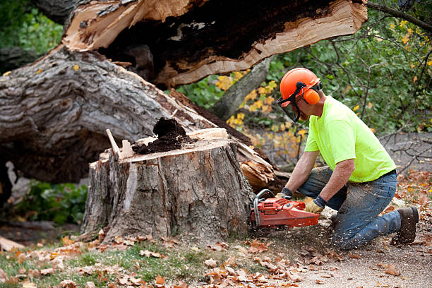 Best Tree Mulching  in Auburn, WA